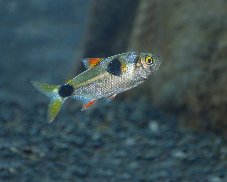 Bucktooth Tetra ~ 5-6cm